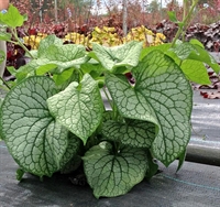 Brunnera Alexander's Great